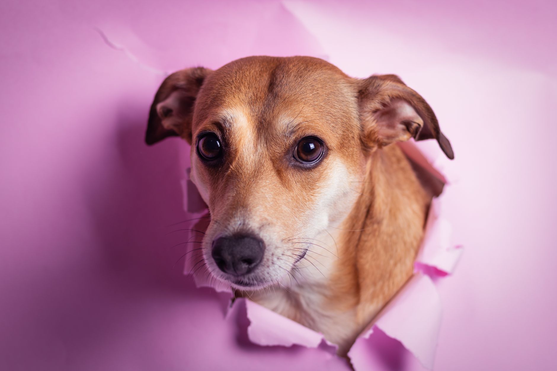 Köpeğim Bir Şey Yuttu: Ne Yapmalıyım?