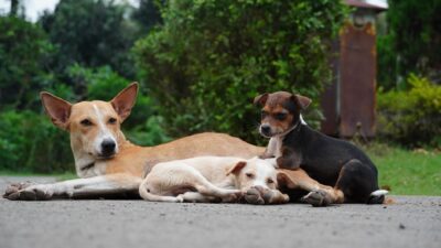 dog vaccination 39107442