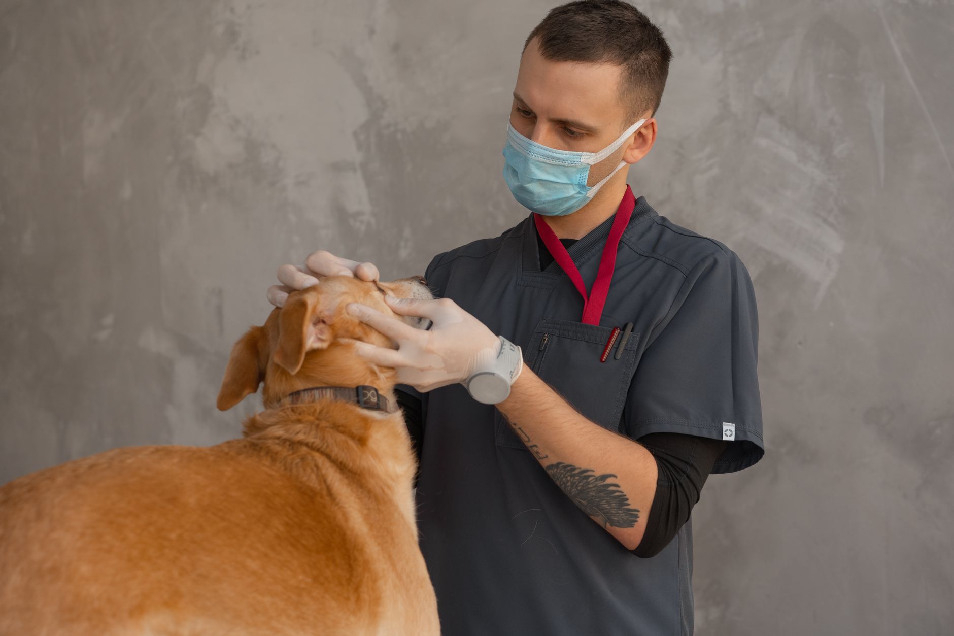 Köpek Aşı Takvimi: Yavru ve Yetişkin Köpekler İ...
