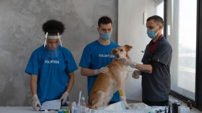 dog vaccination 7469215