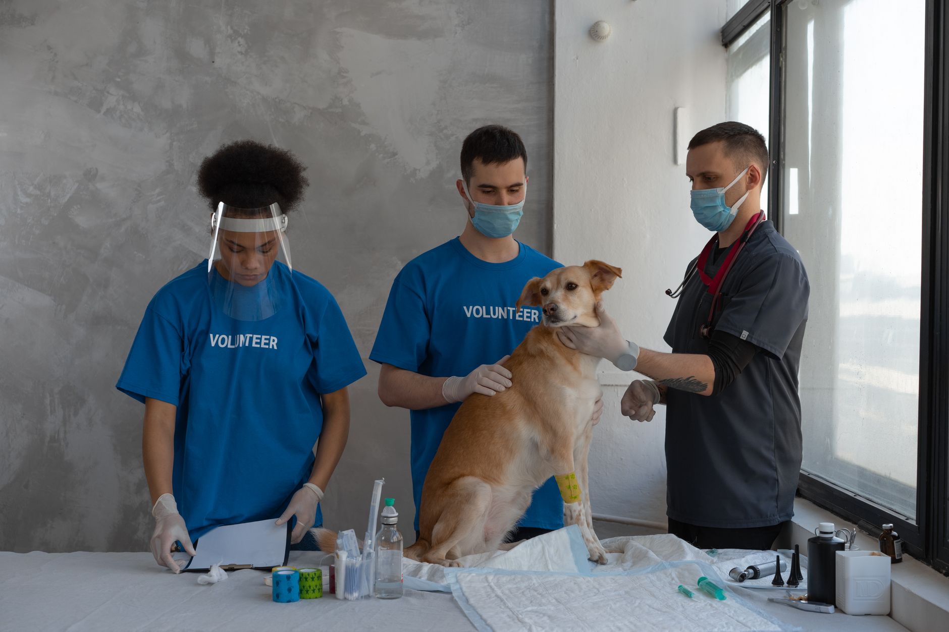 Köpek Aşı Takvimi: Yavru ve Yetişkin Köpekler İ...