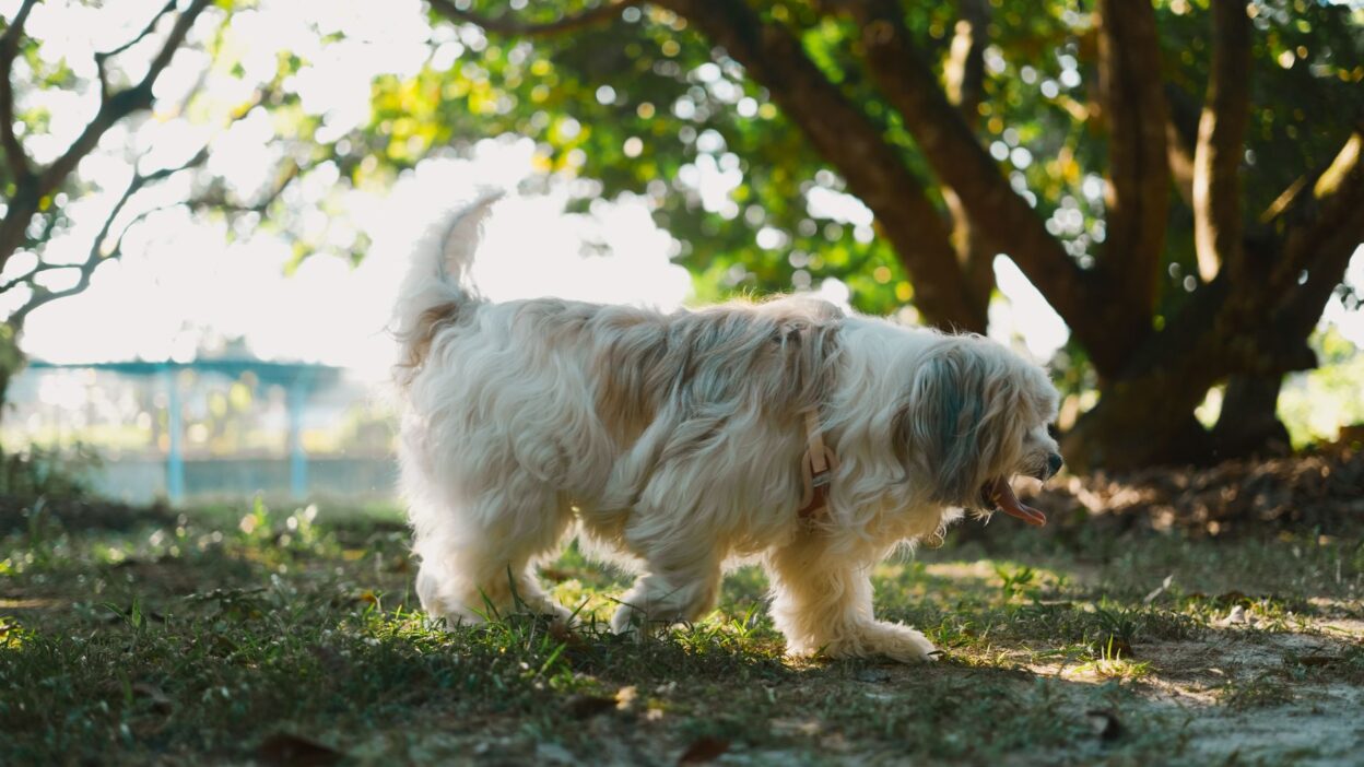 dog weight 17892248