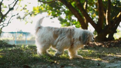 dog weight 17892248