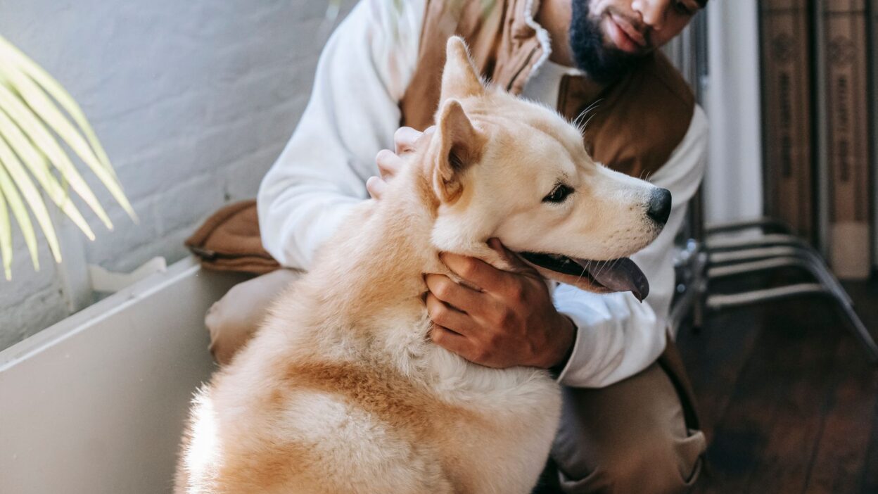 pet moving 5745223