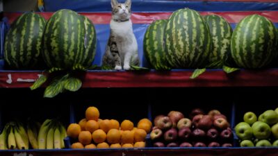 pet vitamins 35210646
