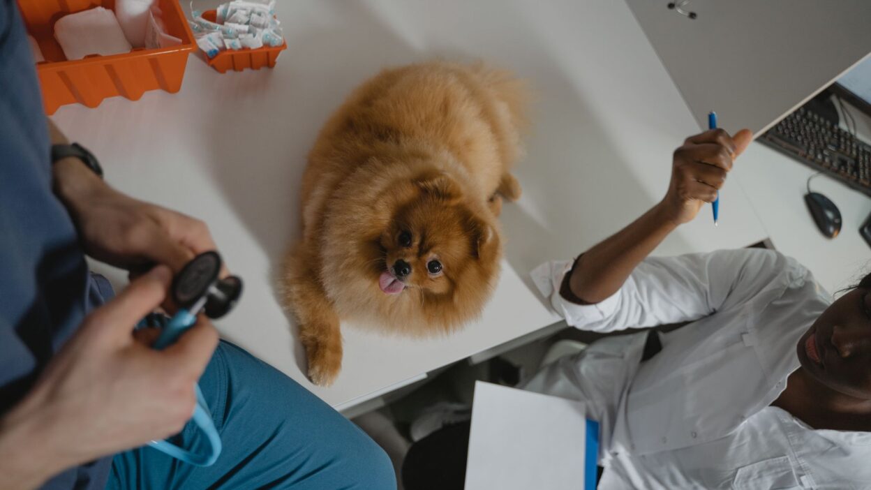 preventive pet care 6235116