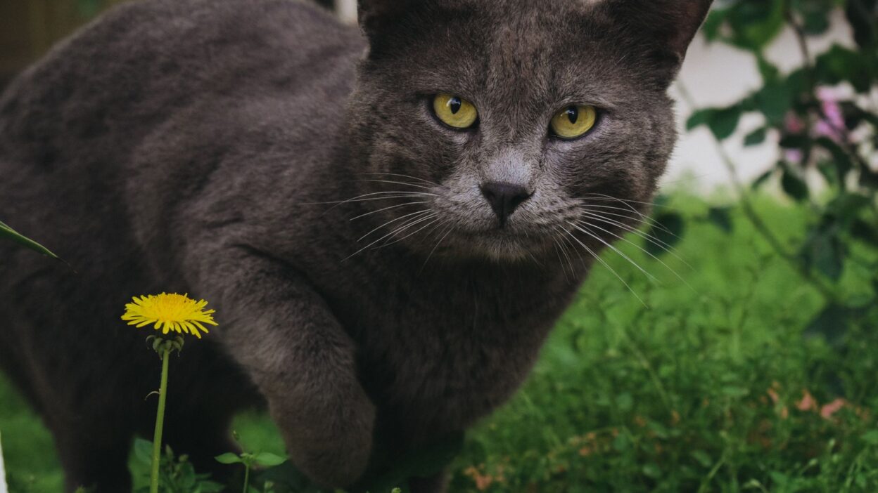 toxic plants cat 13019920