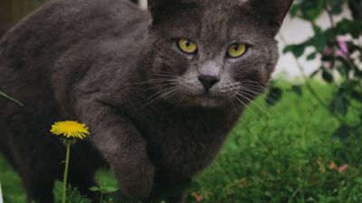 toxic plants cat 13019920