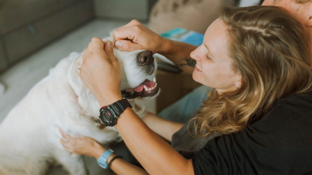 veterinary checkup 5495104