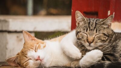 cat appetite 39606897