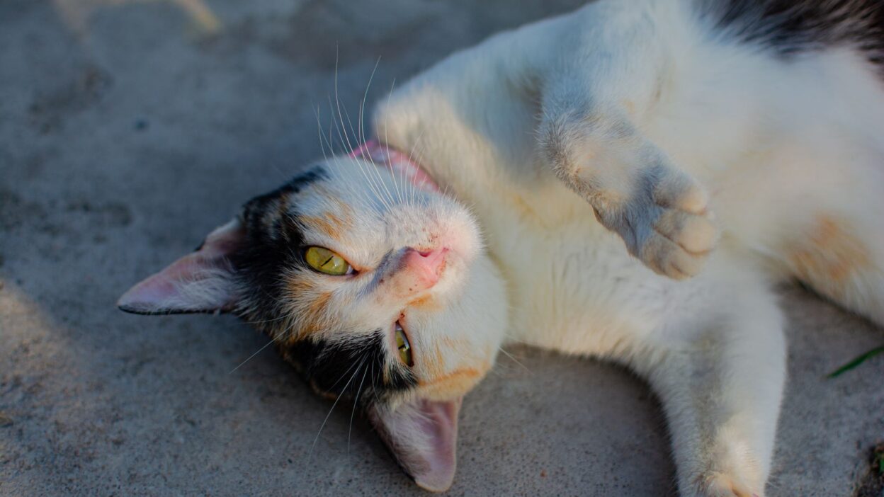 cat scratching 30597895