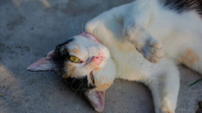 cat scratching 30597895