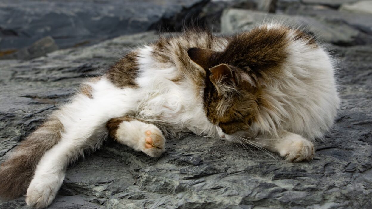 cat scratching 35697934