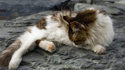 cat scratching 35697934