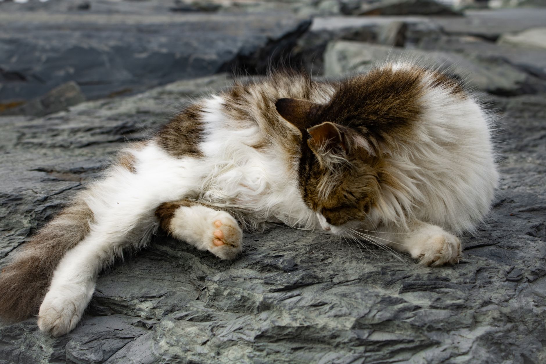Kedi Tırmalama Davranışı Nasıl Yönlendirilir?