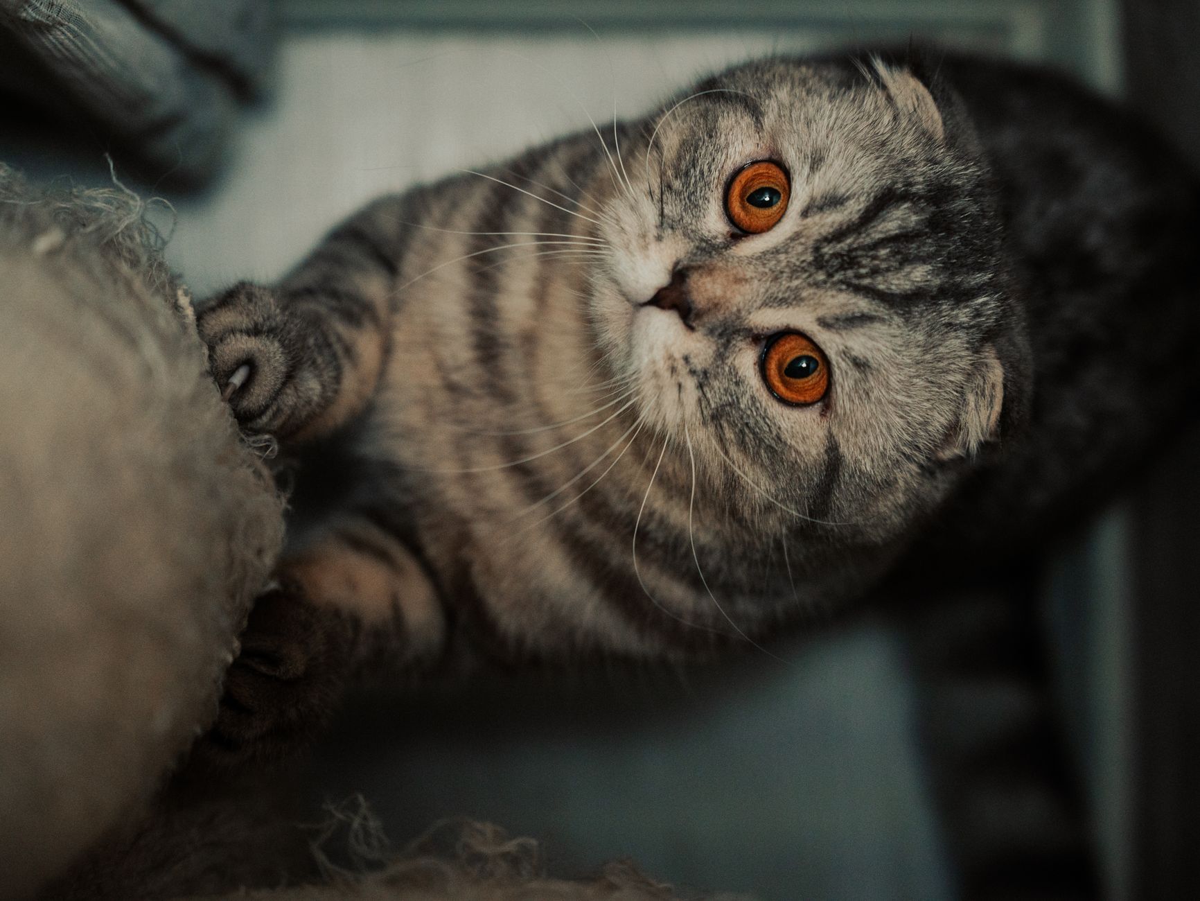 Kedi Tırmalama Davranışı Nasıl Yönlendirilir?