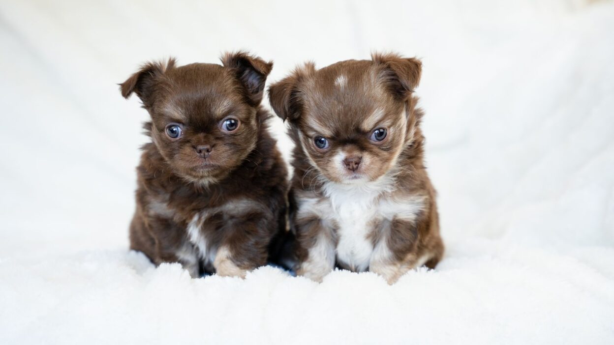 dog chocolate 33334534