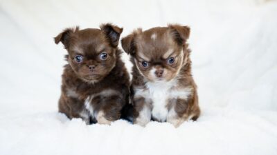 dog chocolate 33334534