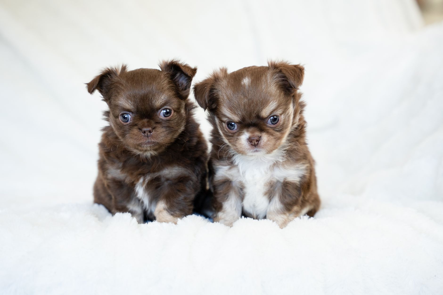Çikolata Köpekler İçin Neden Tehlikelidir?