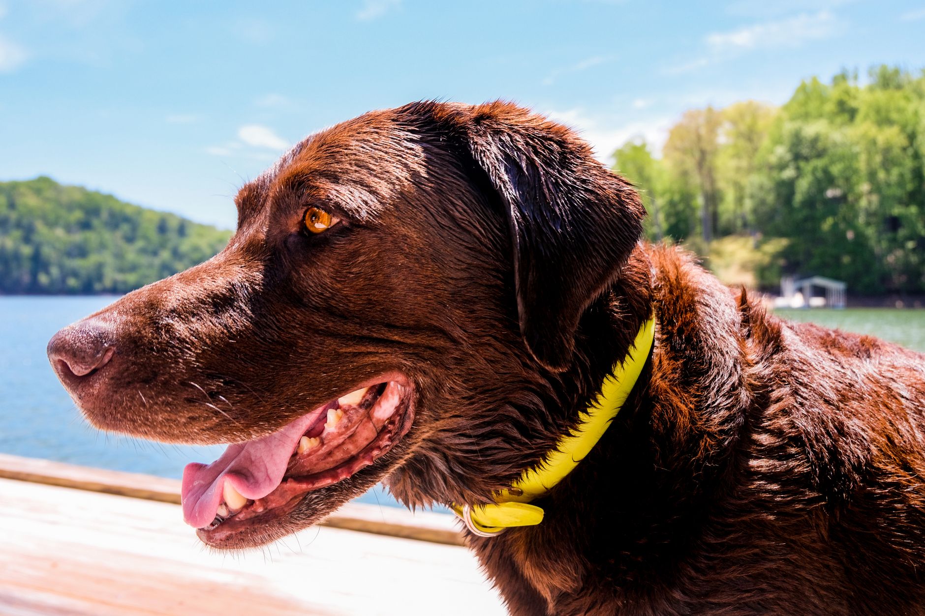 Çikolata Köpekler İçin Neden Tehlikelidir?