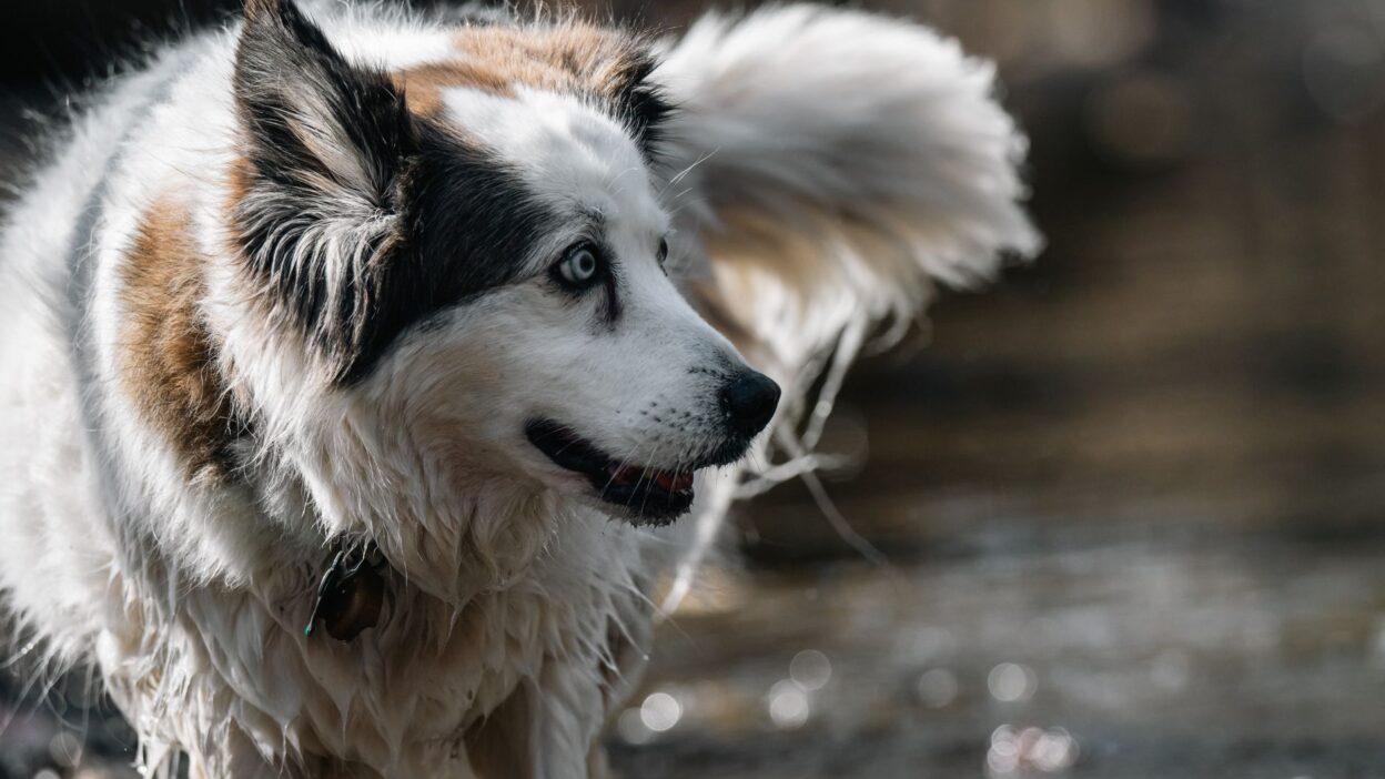 dog hydration 36587688