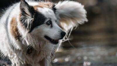 dog hydration 36587688