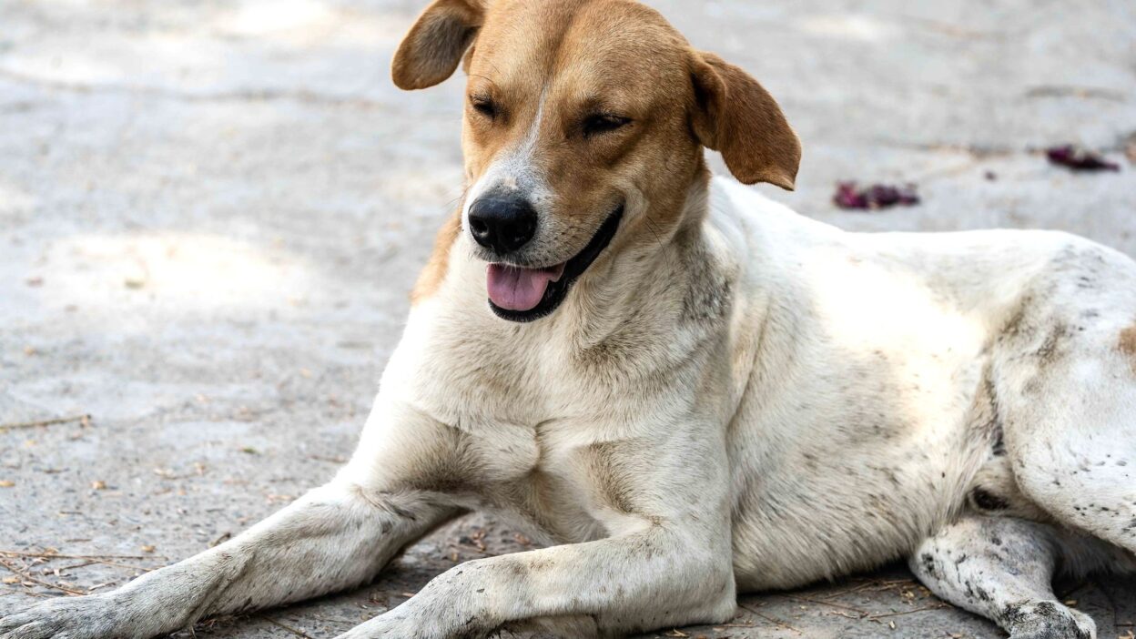 dog skin disease 31567671