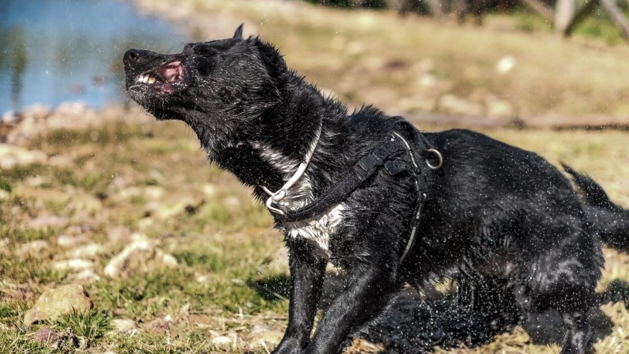 dog water 36027797