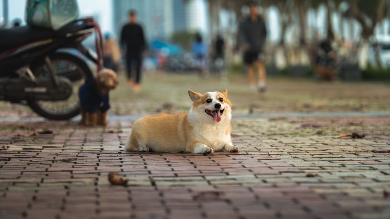 dog weight 30647908