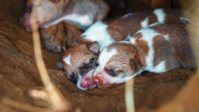 newborn puppies care 35567008