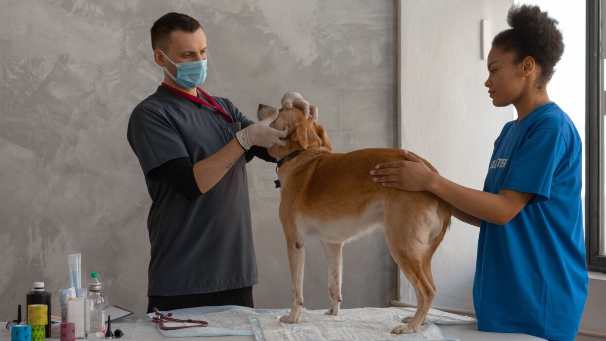 parasite prevention dog 7470754
