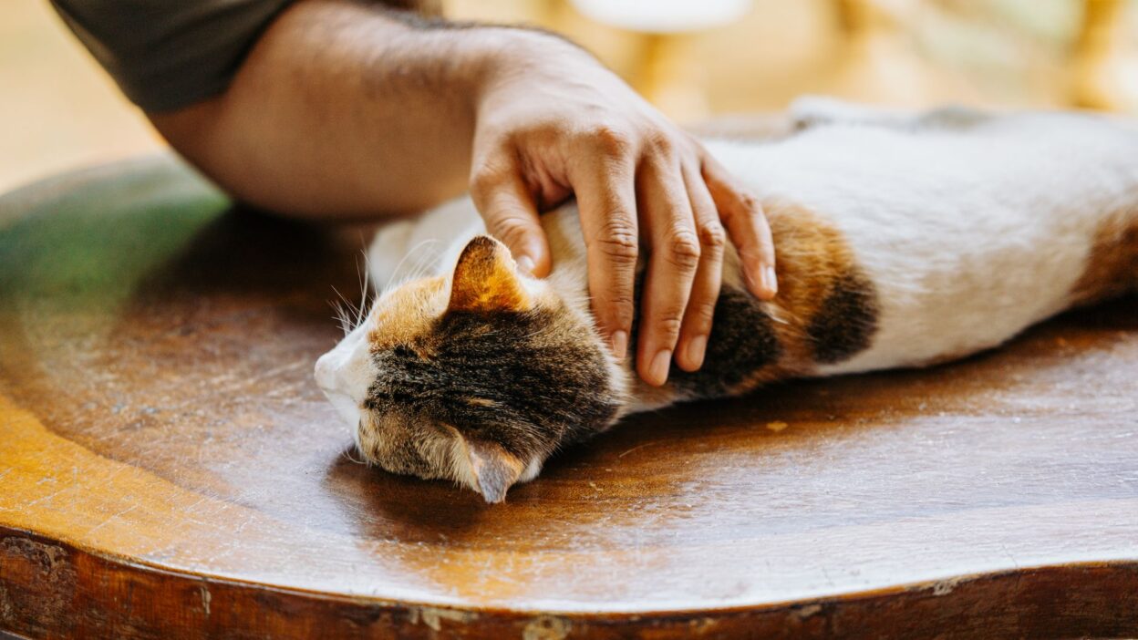 pet checkup 35656851