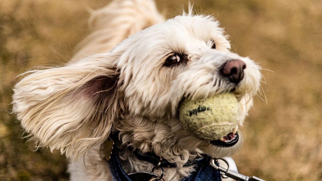 pet health 30876824