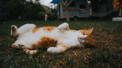 pet obesity 37406184