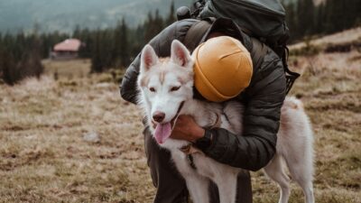 pet travel 11671289