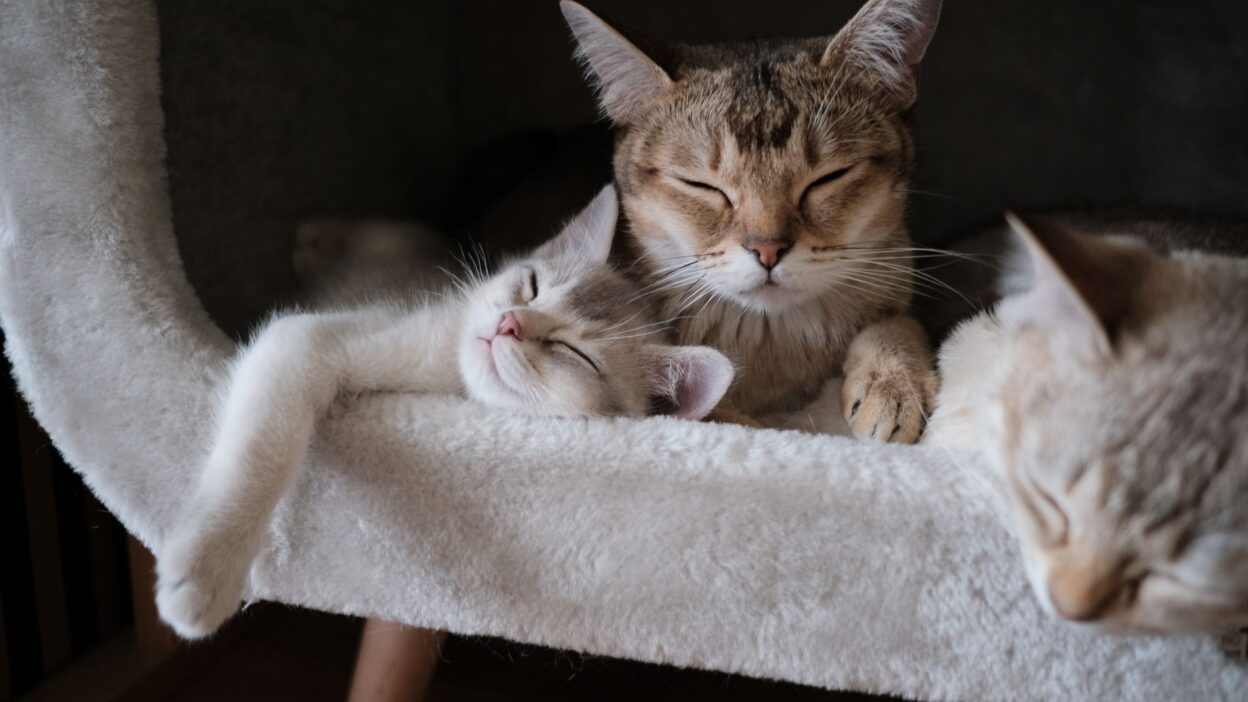 postpartum cat 2693561