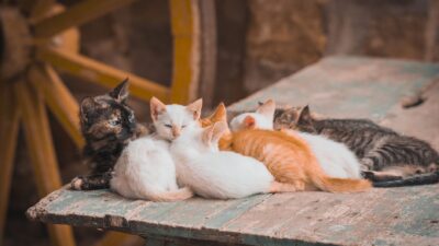 preventive pet care 19080424