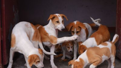 puppy feeding 6657260