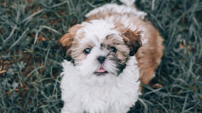 puppy training 29430387