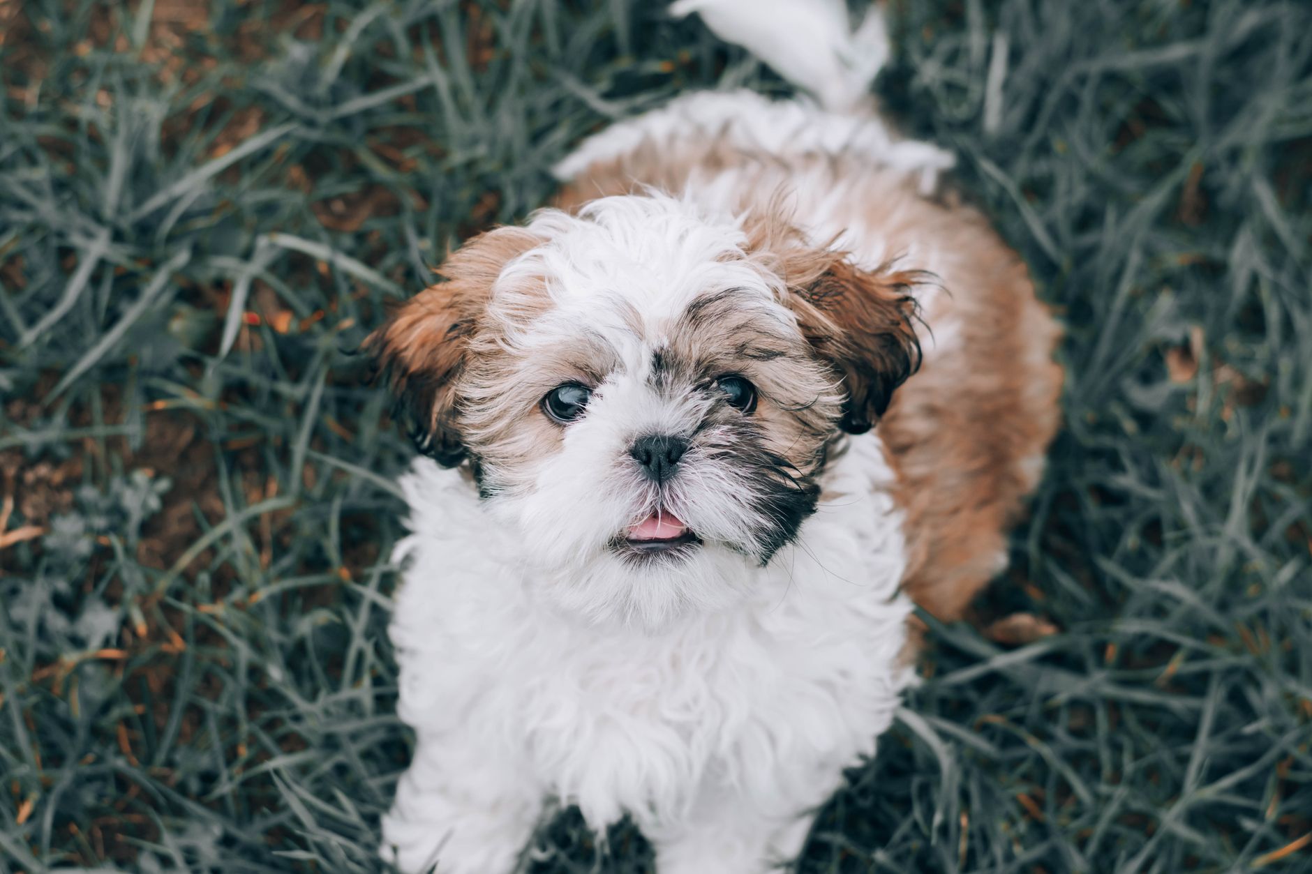 Yavru Köpek Tuvalet Eğitimi Adım Adım