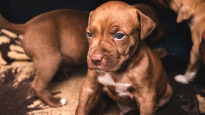 puppy veterinarian 10445314
