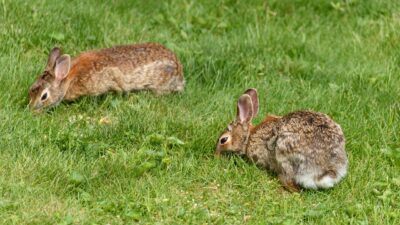 rabbit nutrition 31998403