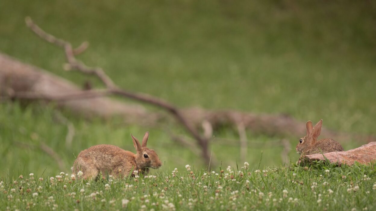 rabbit nutrition 38569281