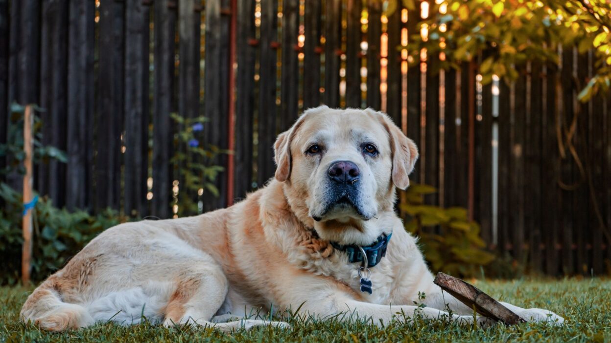 senior pet health 2803294