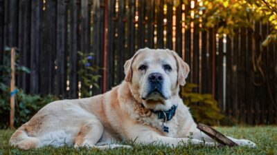 senior pet health 2803294