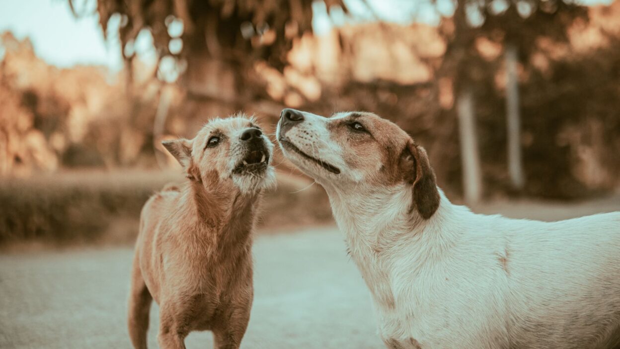 dog barking 20234981