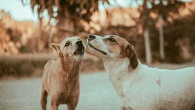dog barking 20234981