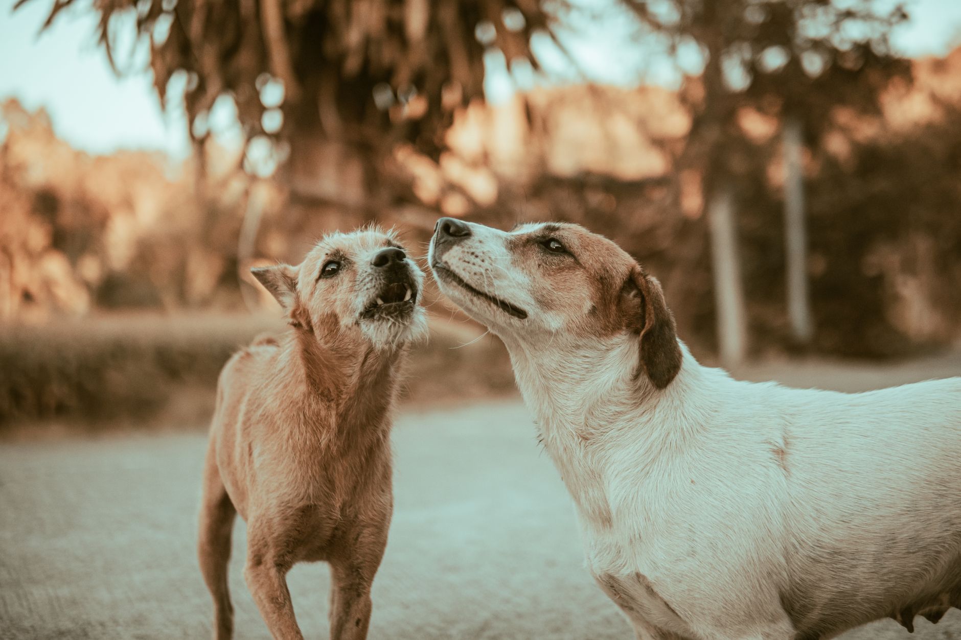 Köpeklerde Aşırı Havlama Nasıl Önlenir?