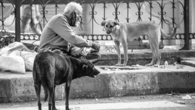dog food 30641759
