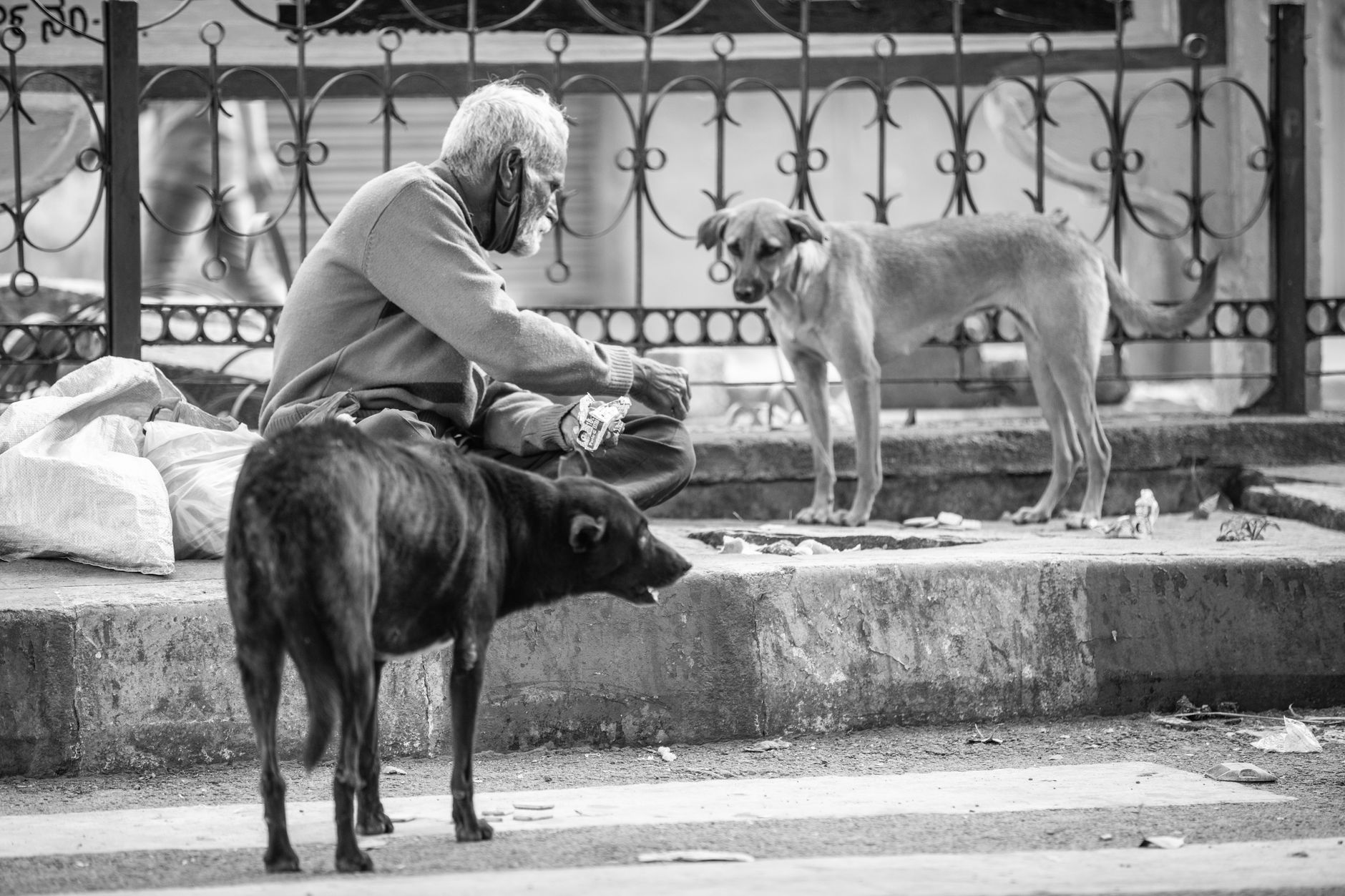 Köpek Mama Seçimi: Yaşa ve Irka Göre Doğru Besl...